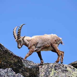 Ibex